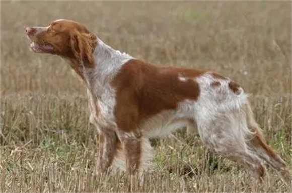 布列塔尼猎犬的喂食要点？并非纯吃肉动物