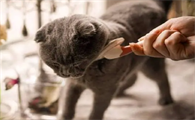 猫咪为什么要剪毛呢怎么回事