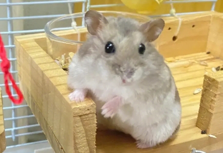 紫仓仓鼠是什么动物？来看看吧