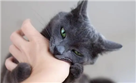 猫咪为什么会咬主人衣服呢