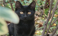玄猫的寓意和象征是什么