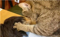 猫会趴在头上