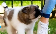 狗狗扑脚是为什么啊