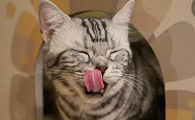 为什么猫咪总舔头罩