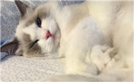 猫咪到处乱蹭为什么咬人呢