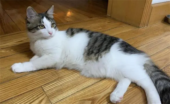 狸花猫每月变化 狸花猫每月变化