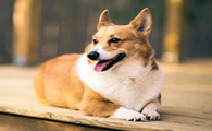 为什么狗狗害怕会尿失禁