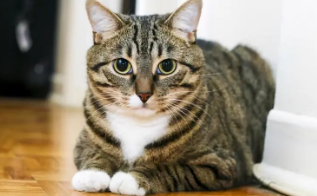狸花猫一只多少钱