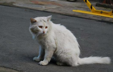 流浪猫几个月离开母猫 流浪猫几个月离开母猫