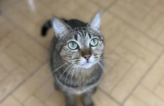 狸花猫怎么越养越粘人呢 狸花猫怎么越养越粘人呢