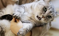 猫咪害怕主人抱它是为什么