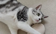 猫咪喜欢抓脚趾头怎么回事