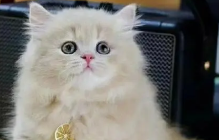 拿破仑猫什么颜色最贵 拿破仑猫什么颜色最贵