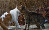 猫咪为什么会争斗呢