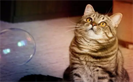 猫咪为什么给你舔脸呢