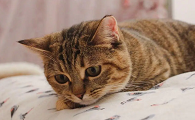 父母这么讨厌猫咪有哪些原因