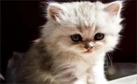 猫老抓自己主人怎么回事