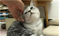 猫咪为什么要拱主人手啊