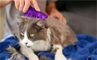 猫咪为什么要打脸的原因