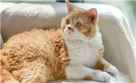 猫咪为什么不怕高温了啊