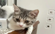 猫咪整天蹦迪是怎么回事