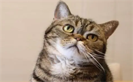猫咪整天咕噜声是为什么呢