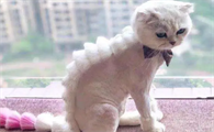 猫咪为什么突然没有毛发了呢
