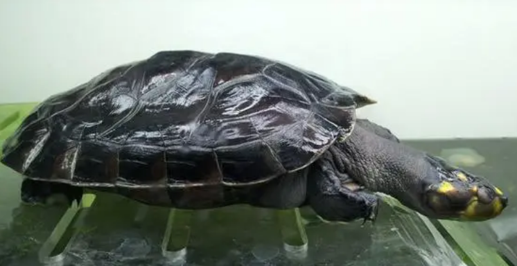 肯尼亚侧颈龟能长多大