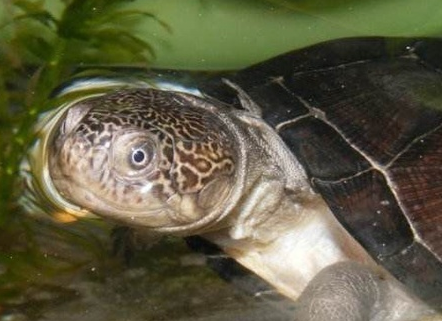 西非侧颈龟和沼泽侧颈龟的区别