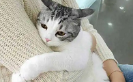 为什么猫咪害怕头朝下