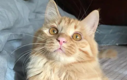 长毛橘猫为啥稀少 长毛橘猫为啥稀少