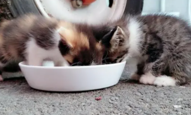 小奶猫能吃的20种食物