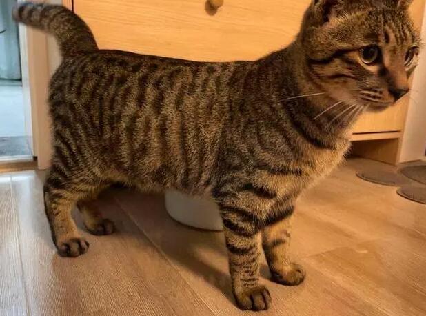 狸花猫永远都养不熟吗