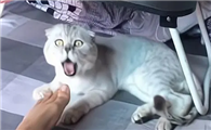 猫咪为什么突然咬人脚跟啊