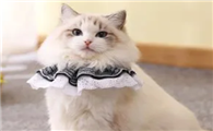 猫咪为什么喜欢蕾丝呢