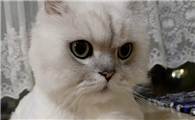 猫咪为什么这么可爱