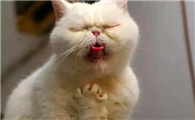 猫咪为什么咳嗽那么久呢