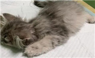 猫咪缺钾的原因