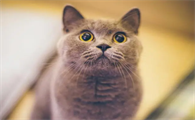 猫咪为什么想开门出去玩