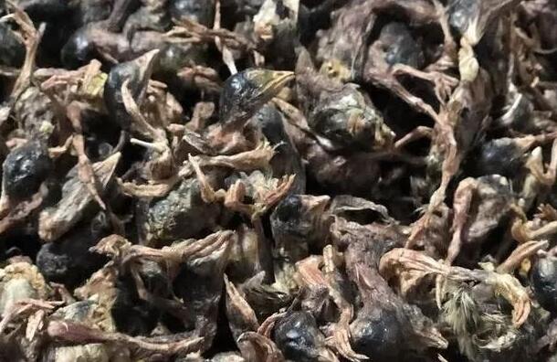 鹌鹑一出生就被弄死做冻干了