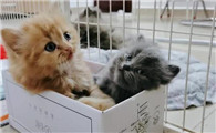 猫为什么会有激萌奖励呢
