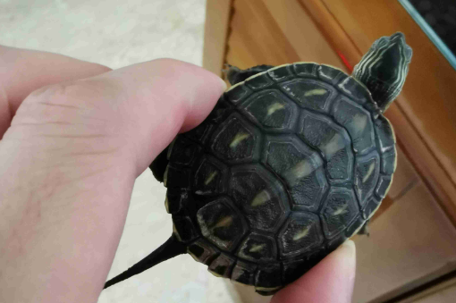 珍珠龟可以吃吗