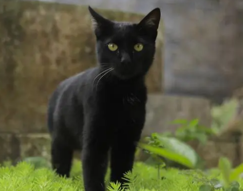 在哪里买玄猫多少钱