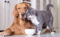 猫咪学狗叫是什么原因