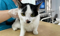 猫咪结石是什么引起的