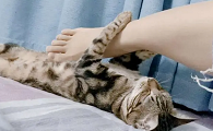 为什么猫咪要蹭人脚