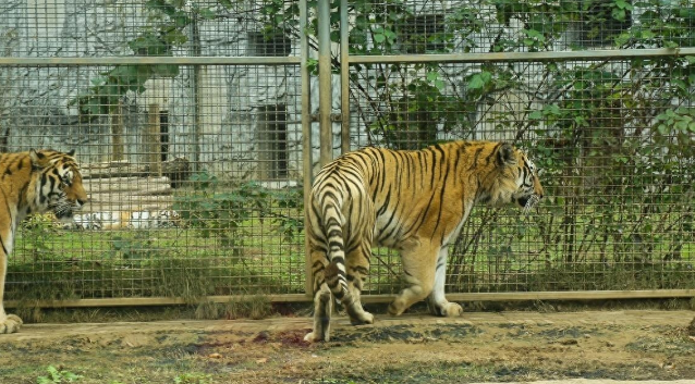 广州动物园老虎瘦成皮包骨，以草充饥？