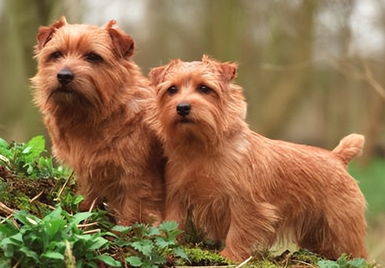 关于诺福克梗犬的小知识,你知道几点? 关于诺福克梗犬的小知识,你知道几点?