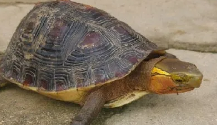 甲板龟怎么养