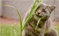 猫咪为什么会在外面吃草呢